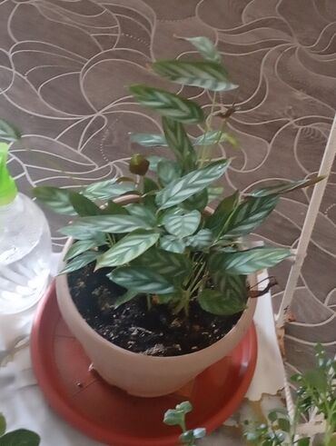 Другие комнатные растения: Представляем коллекцию комнатных растений, включающую несколько видов — 13