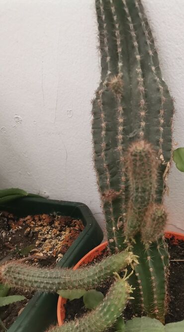 Kaktus: Kaktus, 1 sadnica 150 dinara. Lično preuzimanje ili šaljem poštom za