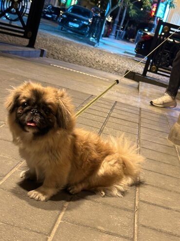 dişi it: Pekines, 2 il, Dişi, Ünvandan götürmə