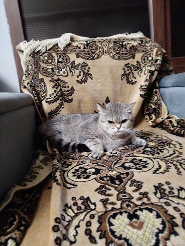 шиншилла кошка цена: Şinşilla