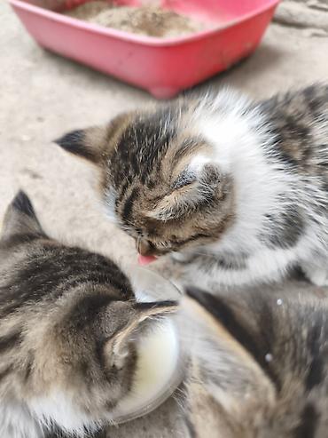 Отдам котят г Балыкчы