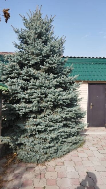 Декоративные деревья: Продается ель голубая, высота 4.5 м, окружность кроны 8 м, состояние