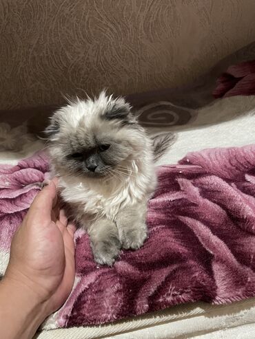 скотиш фолд шотланская вислоухая 1 месяц деврчка серый: Скотиш Фолд (Шотландская вислоухая), 9 месяцев, Девочка, Серый, Приучена к лотку