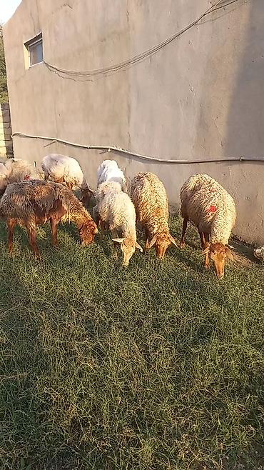 qoyunlar ana bala: Salam tam saglam 12dene bogaz qoyun — 4