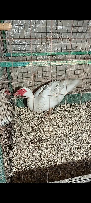 сколько стоит кролик: 🦆 Продаются индоутки тяжёлой линии! ✅ 2 селезня 💪 Тяжёлая линия 🐣 — 1