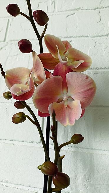 Орхидеи: Большой выбор сортовых орхидей, высота растений 70 см. цены от 1450 до — 4