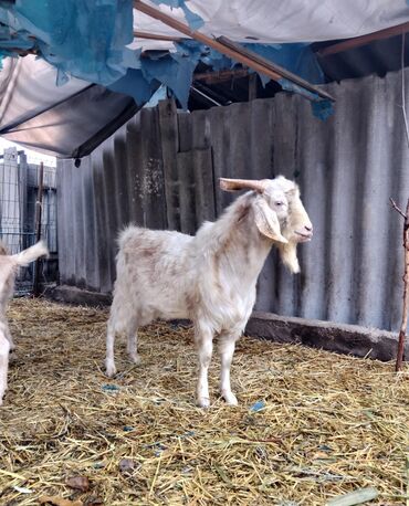 продаю в связи с переездом: Сатам | Эчки (ургаачы) | Битал | Көбөйтүү үчүн