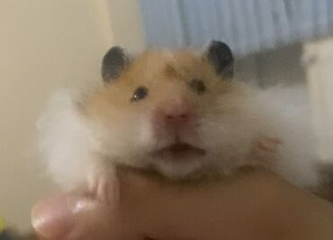 it etibarli ellere verilir: DİQQƏT!!!!salam, şəkildəki hamsterlər etibarlı əllərə verilir. Sizdən