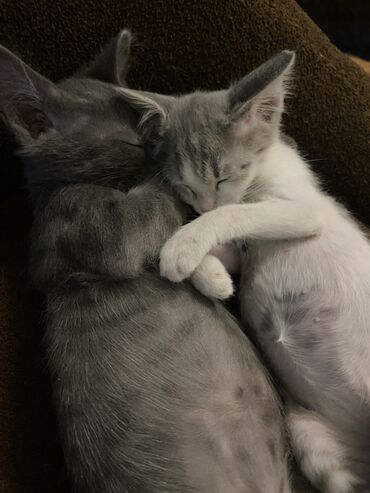 1 мальчик 2 котенка: 3 месяца, Мальчик, Метис, Приучена к лотку, Проглистована