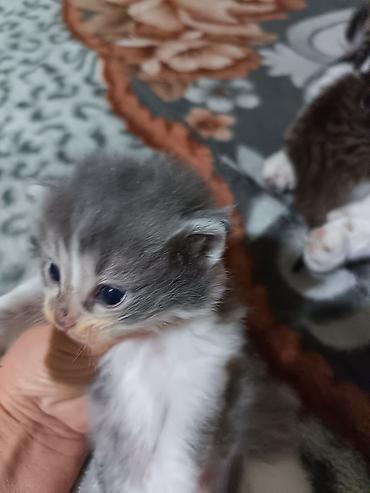 Продажа кошек: Котята вместе с мамами, 2 кошки молодые и 8 котят. - Помёт — 10