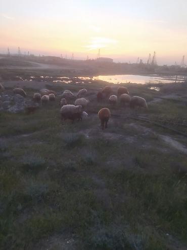 Qoyunlar, qoçlar: Qoyunlar — 14