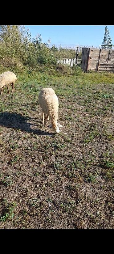 lal ordəklərin satisi: 20 baş Qarabağ sort qoyunları.birinci qarına.hamısı boğazdır.1 aya — 7