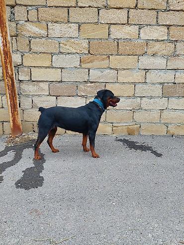 alman coban iti balası: Rotveyler, 2 il, Dişi, Peyvəndli — 6