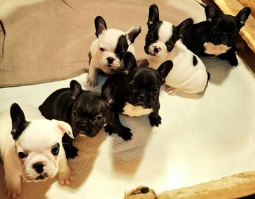 Psi: Odgajivačnica Francuskih Buldoga FCI 6478 Smederevo Fortress nudi na lalafo.rs — 1 Psi: Odgajivačnica Francuskih Buldoga FCI 6478 Smederevo Fortress nudi — 1