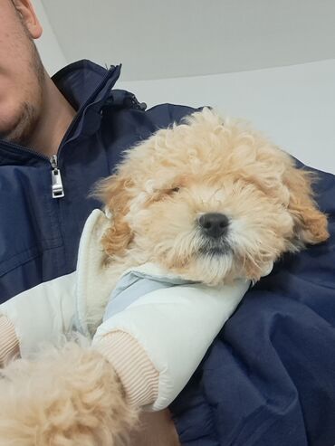 İtlər: Pudel, 3 ay, Erkek — 3