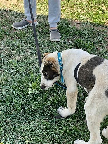 Продажа собак: Алабай, 3 месяца, Самец, С прививкой — 10