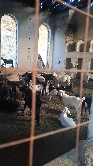 Продаю | Коза (самка) | Полукровка | Для разведения at lalafo.kg Продаю | Коза (самка) | Полукровка | Для разведения