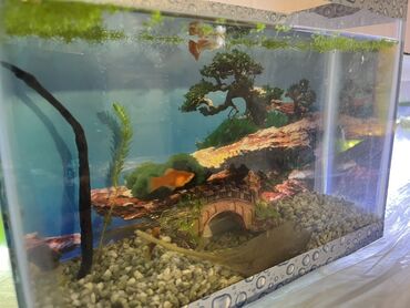 Akvariumlar: Dördbucaq akvarium, Balıqlarla birlikdə, 5 l