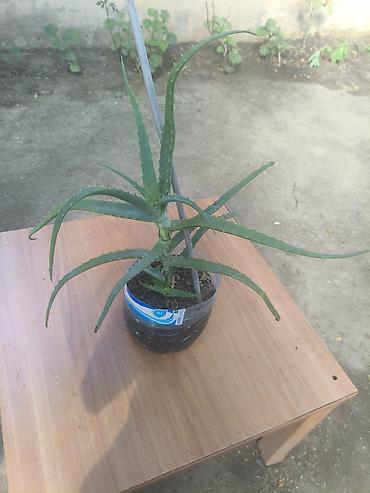 алоэ вера купить: Aloe vera (sukulent) – dekorativ və faydalı ev bitkisi - Növ: Aloe — 2