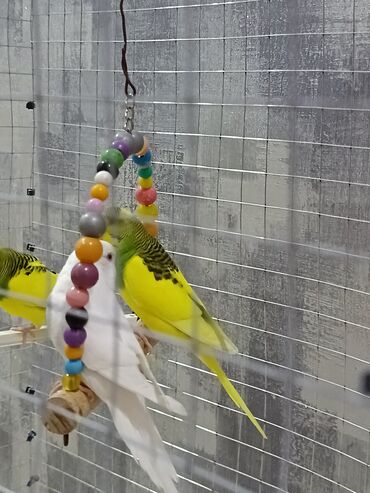 Tutuquşları: 1 ədəd - 20 manat Sevgi və qayğı göstərə biləcək insanlara dalğalı — 10