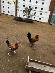 Toyuqlar: Toyuq, Yumurtalıq, Ünvandan götürmə — 6