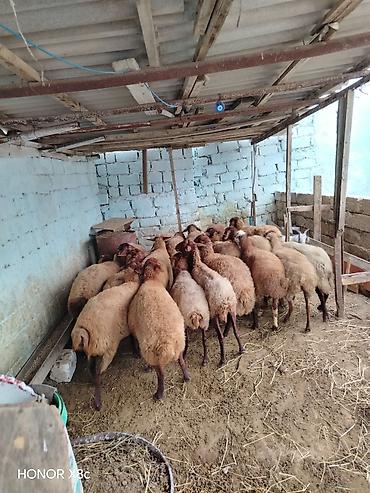 Qoyunlar, qoçlar: 27 baş qoyun satılır. - Say: 27 baş - Növ: yerli qarışıq ətlik/südlük — 4