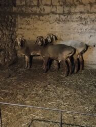 грызуны домашние: Продаю | Баран (самец) | На забой | Племенные