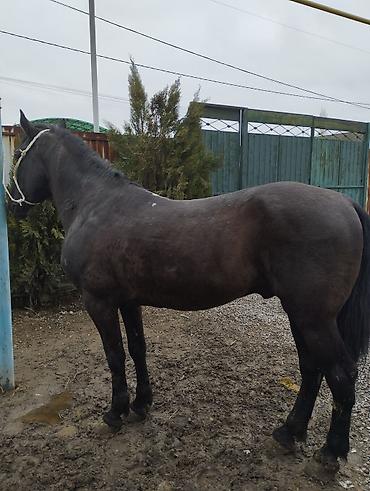 Продажа коттеджей и домов: Семиз Айгыр сатылат 2 асый — 6