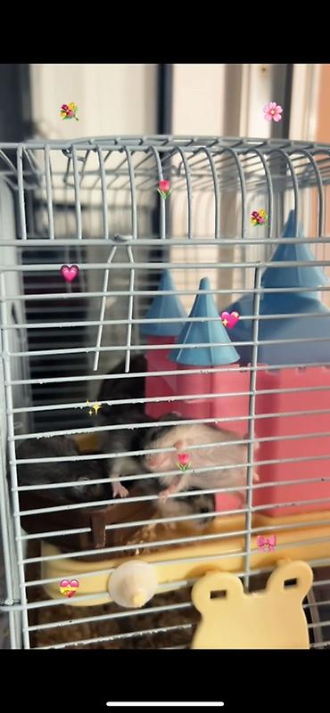 Djungar hamsterləri – aktiv və mehriban balalar - Növ: Djungar (cücə lalafo.az -da Djungar hamsterləri – aktiv və mehriban balalar - Növ: Djungar (cücə
