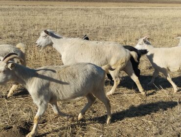 Козы, козлы: Продаю | Коза (самка) | На забой, Для молока — 8