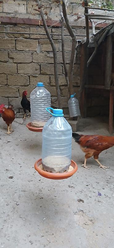 brama toyuqları: Məhsul: Xoruzlar və toyuqlar (qarışıq rəngli yerli/hibrid cinslər) — 5