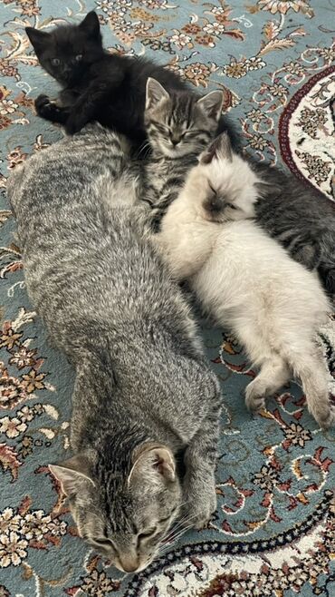 кошки ош купить: Котята от домашней кошки - Помет из нескольких малышей: черный