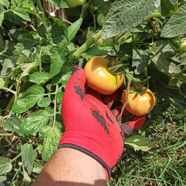 Peyin: Toz halinda mal peyini - kisesi 2,60 q. ( boyuk kepek kisesinde) — 6