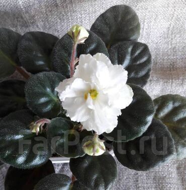 Фиалки и глоксинии: 🌱🌺🌱 Продаю сортовые ДЕТКИ стандартных, трейлерныхмини и полумини — 19