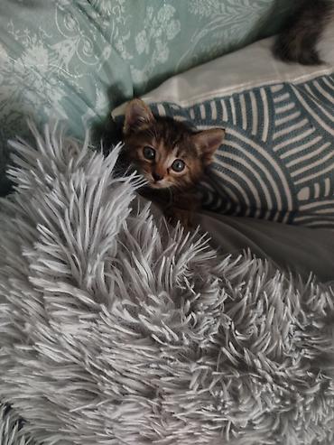 Отдам даром кошку: Кошка даром: Беспородная, Мальчик — 11
