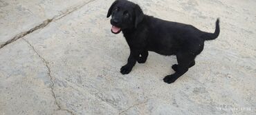 tibet iti: Labrador-retriver, 2 ay, Erkek, Ünvandan götürmə