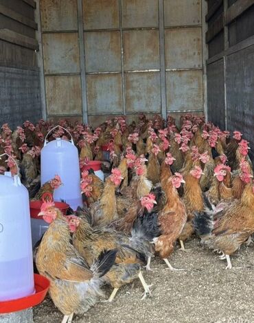 yumurtaliq toyuq cinsleri: Toyuq, Yumurtalıq, Pulsuz çatdırılma, Ödənişli çatdırılma, Rayonlara çatdırılma