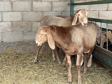 Продам с/х животных: Продаю | Баран (самец) | Для разведения | Племенные — 9