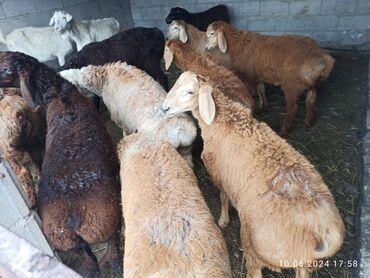 альпийская коза: Сатам | Козу | Көбөйтүү үчүн