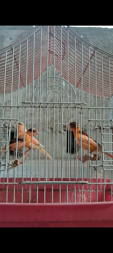 jako tutuquşusunun digər adı: Dəmir qəfəsdə saxlanılan kanareya quşları. Qəfəsdə müxtəlif rənglərdə