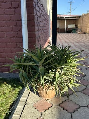 декор для аквариума: Алоэ в крупном напольном горшке. 7 лет - Кустовая форма с множеством