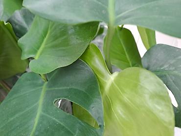 Ostale kućne biljke: Chlorophytum, velika,raskosna biljka sa prve slike je 3000 — 7