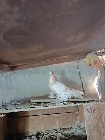 Птицы: Продаю молодых голубей 1 шт стоит пятьсот сом окончательно родители — 4