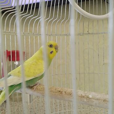 Dalmatin rəng çaları olan dalğalı tutuquşu (budgerigar) və qəfəs lalafo.az -da Dalmatin rəng çaları olan dalğalı tutuquşu (budgerigar) və qəfəs