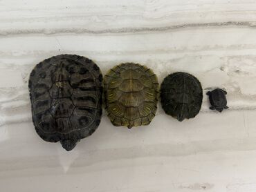 домик для кроликов: Продаю красноухих черепах,разные размеры,пишите нам❤️❤️❤️