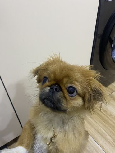 İtlər: Pekines, 9 ay, Erkek, Peyvəndli, Ünvandan götürmə