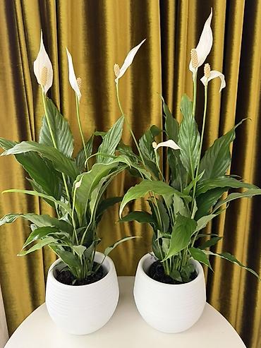 Комнатные растения: Спатифиллум (Spathiphyllum) в декоративных белых кашпо - Комнатное — 1