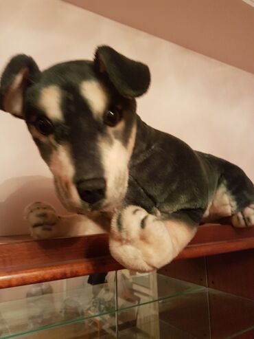 Oyuncaqlar: Oyuncaq it. Çin istehsalı. Uzunluğu 70 - 75 sm. Qiyməti 50 - manat -da lalafo.az — 2 Oyuncaqlar: Oyuncaq it. Çin istehsalı. Uzunluğu 70 - 75 sm. Qiyməti 50 - manat — 2