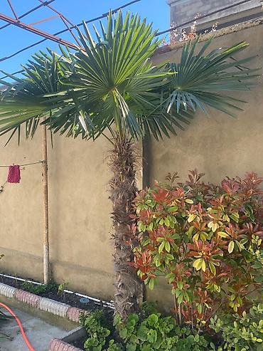 palm angels: Dekorativ Palma Ağacı – fan formalı yarpaqlı. Qiymet: Razılaşma yolu — 2