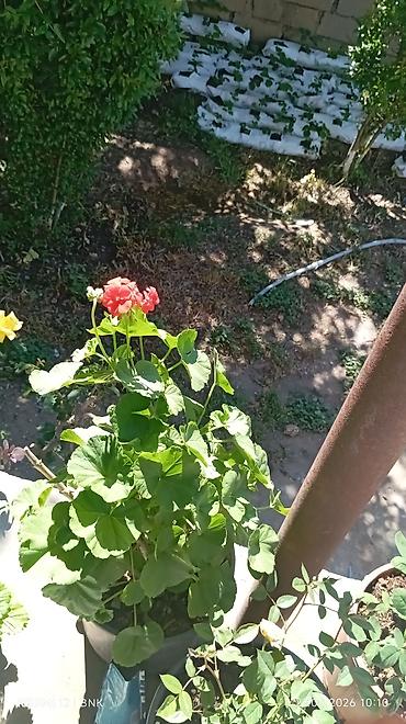 qırmızı kala: 2 edes boyuk dibcekde eklib Qabda ətirşah (Pelargonium) – qırmızı — 1
